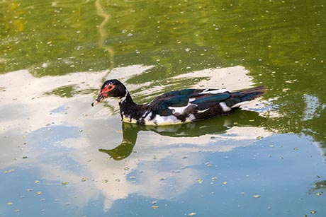 Lago