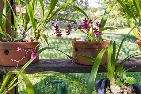 Orquidário