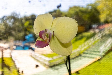 Orquidário